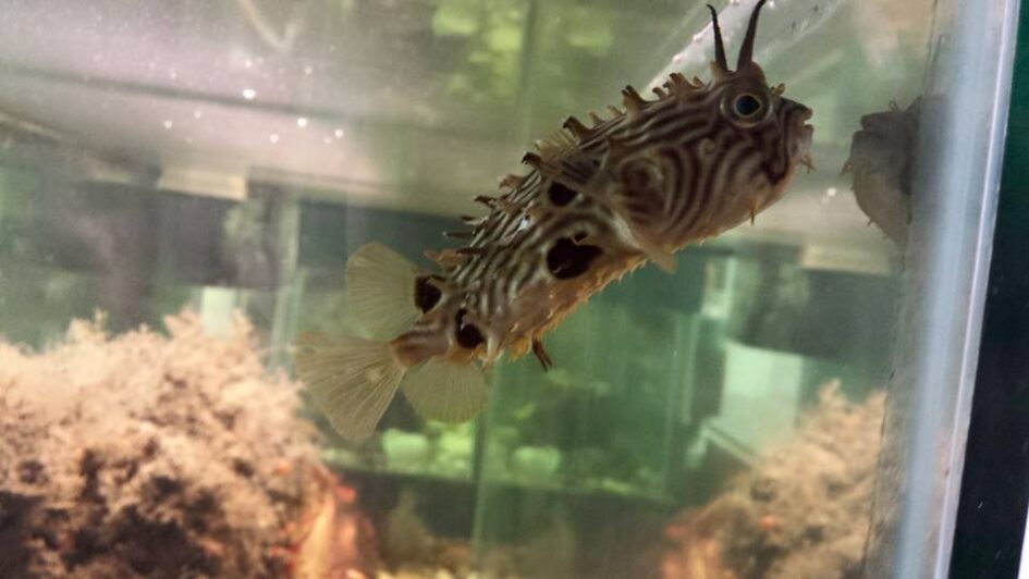 a potato shaped fish has lines on its body and soft spines protruding everywhere
