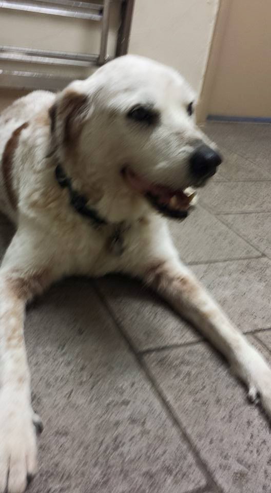 a white dog is laying on tile floor with his arms out and panting