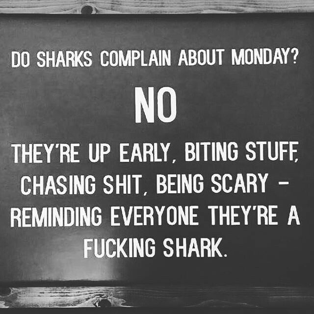 meme about sharks not complaining about Monday because they're chasing things