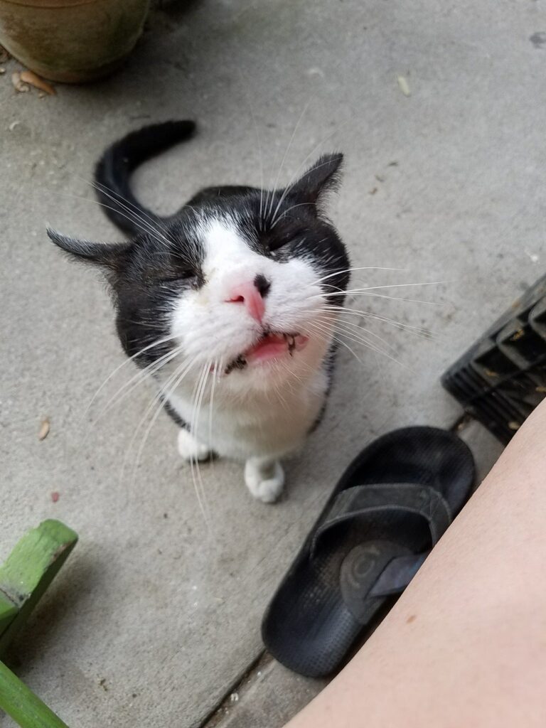 looking down at a black and white cat squinting up into the camera