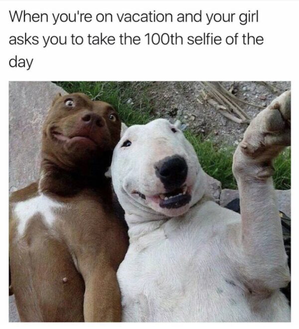 a meme of two dogs laying down and text about being tired of selfies