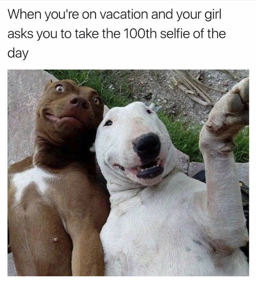 a meme of two dogs laying down and text about being tired of selfies