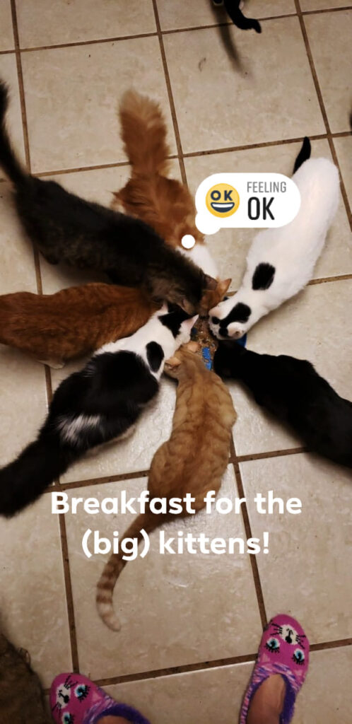 seven cats are spiraled around a cowl of food eating seen from above with the text: breakfast for the (big) kittens