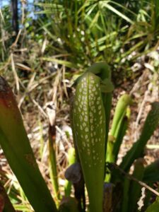 long tubular leaves have pale freckles on their bodies