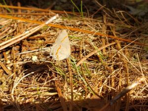 a small gray butterfly is resting on a gray area littered with pine needles