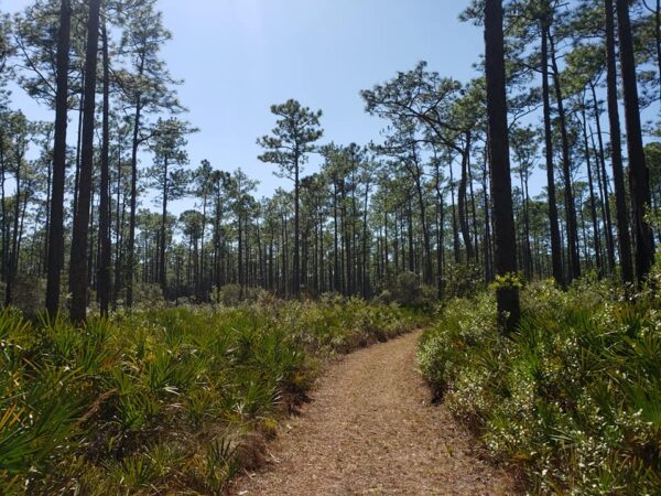 a path cuts between low palm shrubbery and very tall pine trees under a clear blue sky
