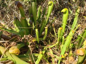 a cluster of tubular green leaves with hooked tops like pitcher plants
