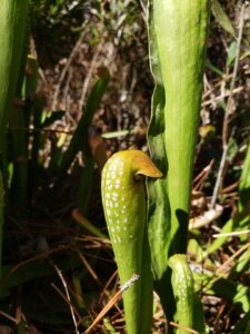 tubular green leaves of pitcher plants