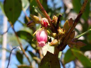 a cluster of small pink buds on a branch end