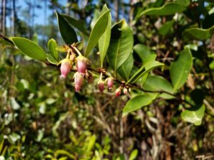 a branch of waxy leaves and small pink lantern shaped flowers hanging