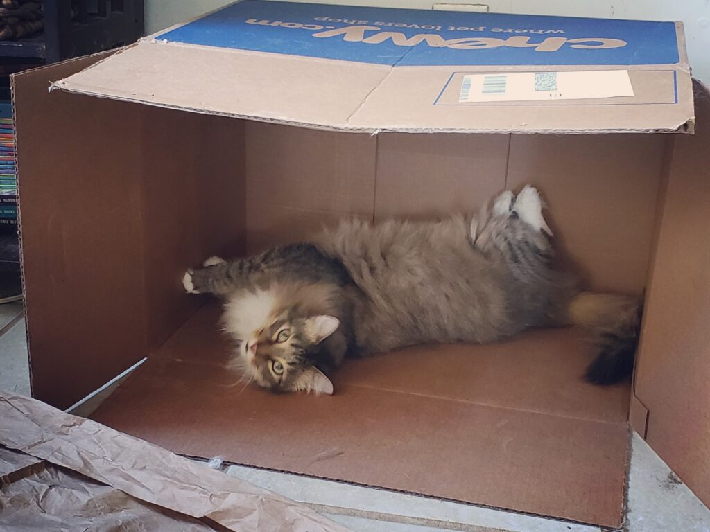 a cat is asleep on its back inside a cardboard box turned on its side