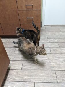 two cats are wandering uncertainly in what looks like a vet exam room