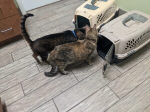 two cats are standing defiantly outside two cat carriers