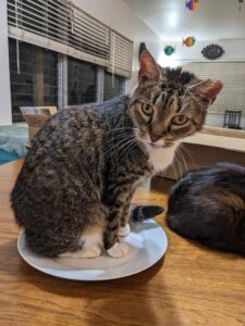 a cat is on a kitchen table sitting in an empty plate