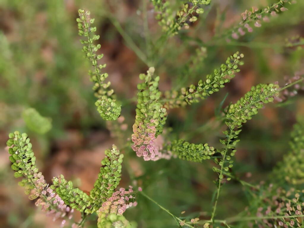 close up of a spray of plant stems each covered in rows of flat seed pods