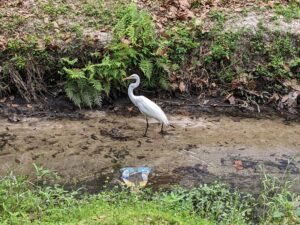 a white heron of some kind wades in a shallow creek next to a piece of trash