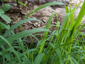 tall grasses nearly obscure a fallen tree with small mushrooms protruding from its side