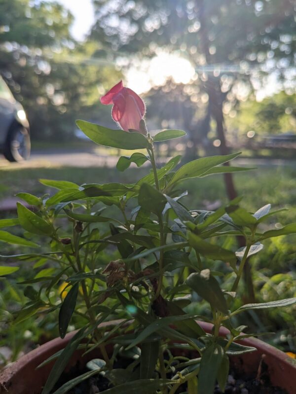 a plant is backlit by the sun and one flower is standing up at the top