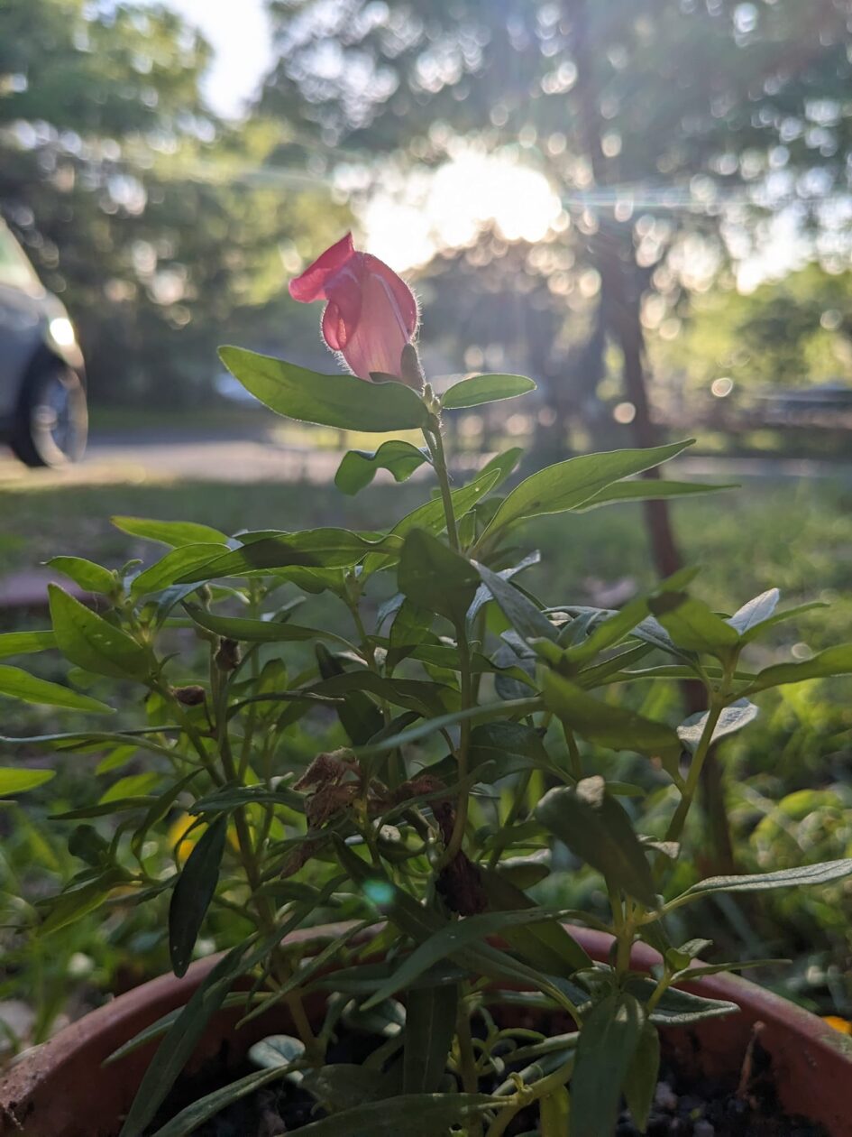 a plant is backlit by the sun and one flower is standing up at the top