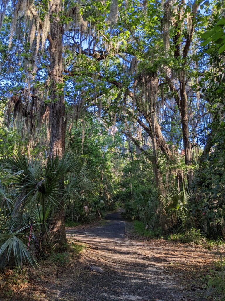 a path is meandering through tall trees