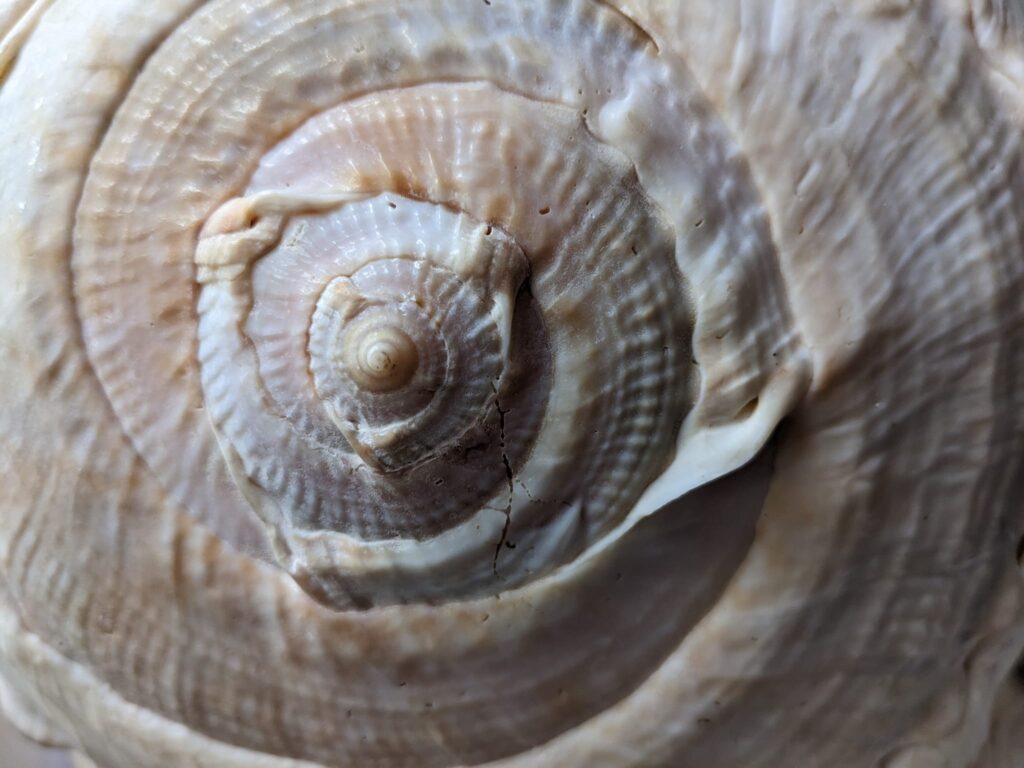 close up of the very small center of a large swirl of a flat snail shell