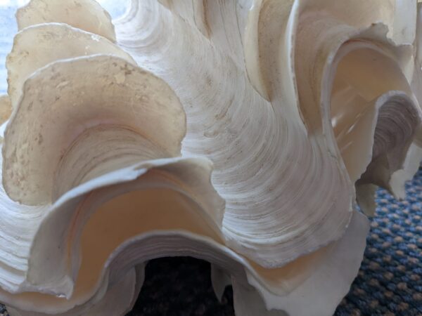 close up of a very wavy surface of a clam shell
