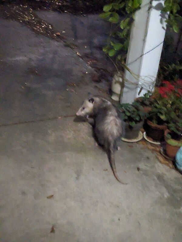 an opossum is on a porch at night