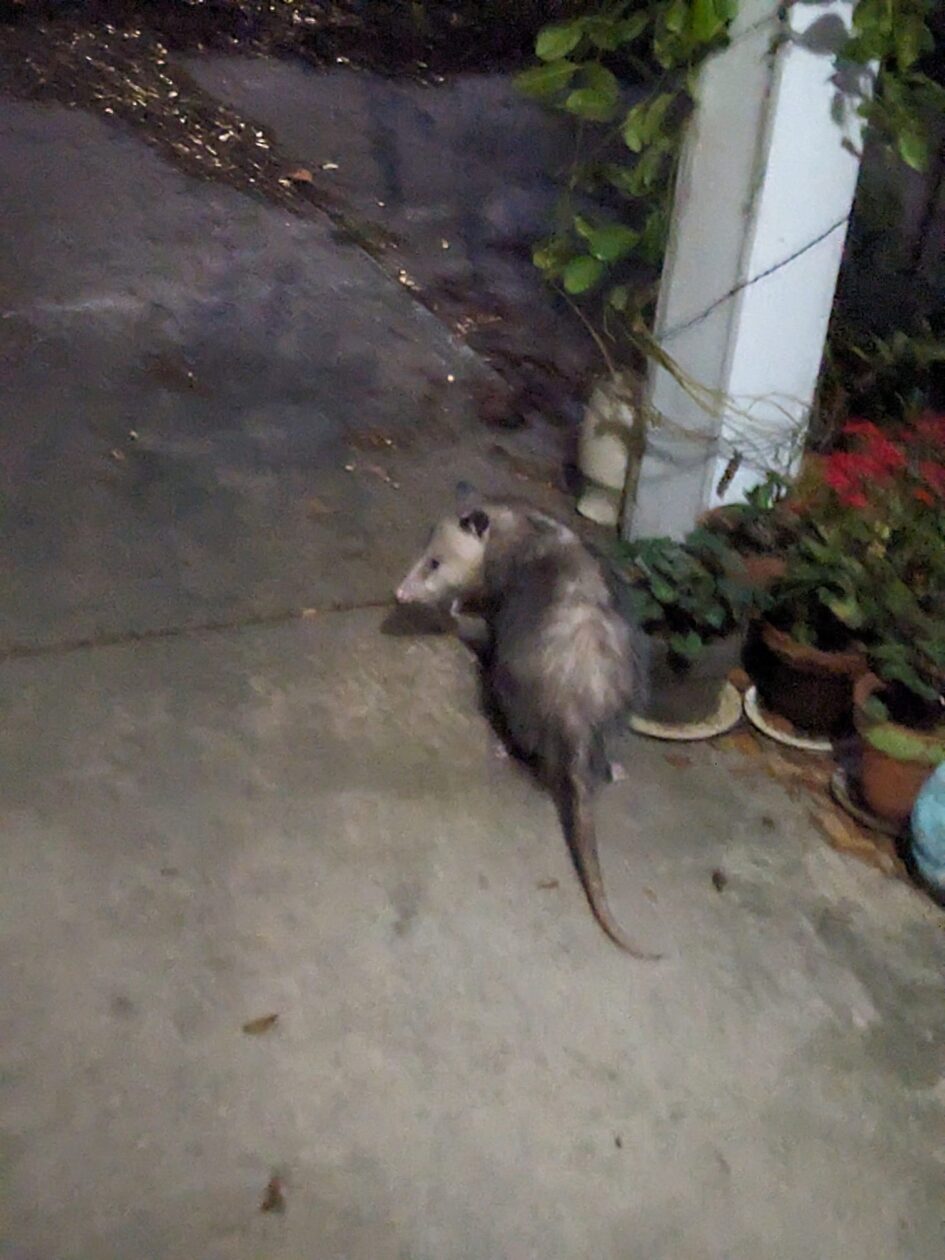 an opossum is on a porch at night
