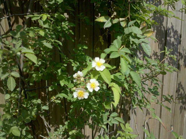 a sparse bush has a small tuft of white flowers