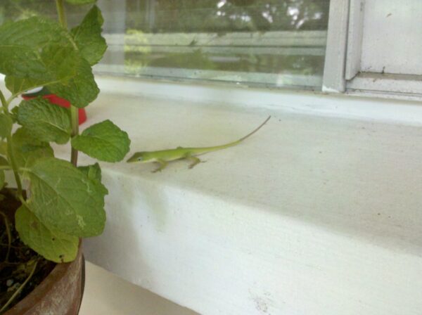 a small green lizard is sitting on a white windowsill looking at a green plant