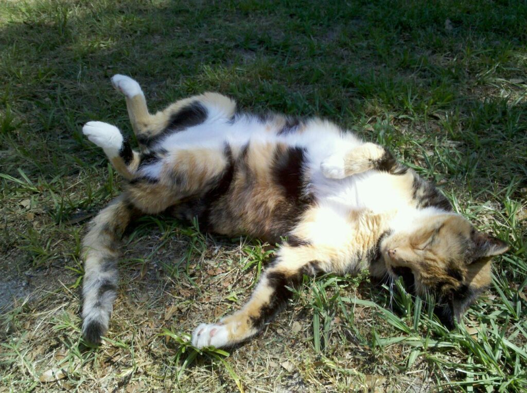 a cat is sprawled on its back in grass sleeping