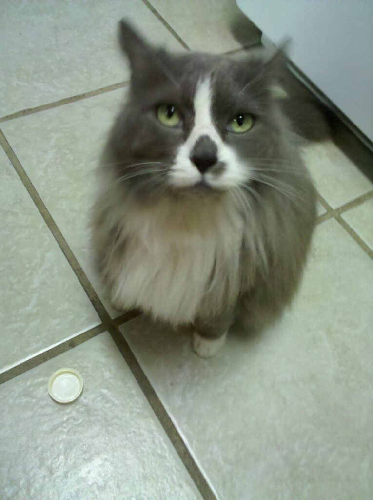 a fluffy cat is looking up from the ground next to a small object