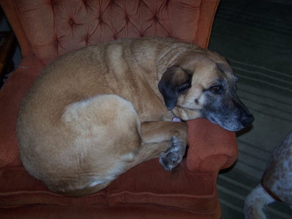 a dog is curled uncomfortably in an arm chair