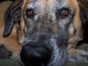 close up of a dogs face with a lot of gray around the eyes and snout