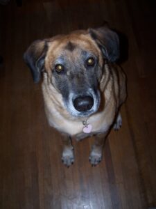 a dog with a gray snout is sitting calmly on a wood floor