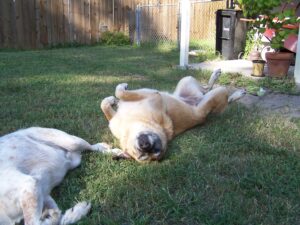 a dog is rolling happily on a grass lawn