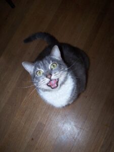 a cat is meowing and sitting on a wood floor