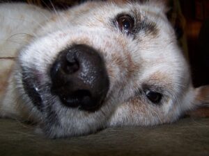 close up of a white dog face as they are sleeping on the floor