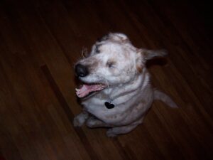 a white dog is yawning while sitting on a wood floor