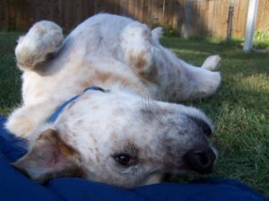 close up of a white dog rolling on a blanket in the grass