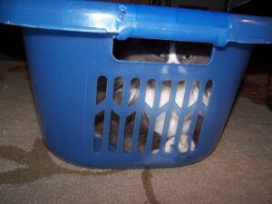 a cat is sitting in a laundry basket and glaring through a hole