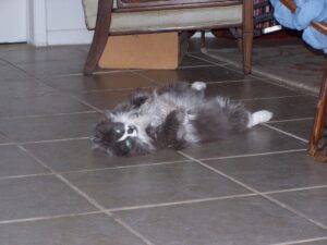 a cat is sleeping on its back n a tile floor