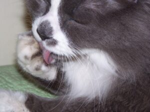 close up of a cat licking its paw so the rasp of its tongue is easy to see
