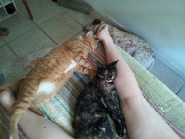 two cats are sleeping between someone's legs on a bed and a dog is lying on the floor below