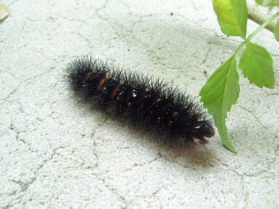 a fuzzy black caterpillar is walking on pavement towards a leaf