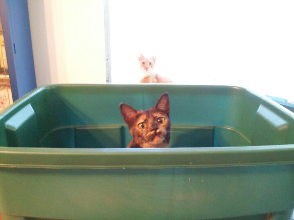 a cat is in a big bin and another cat is in the distance behind looking in