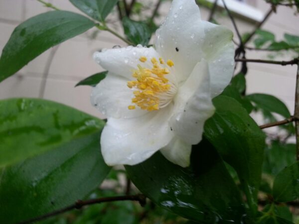 close up of a white flower and leaves with water droplets on them