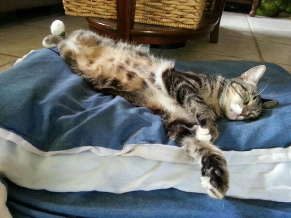 a cat is sleeping on its back on a plush blue pillow