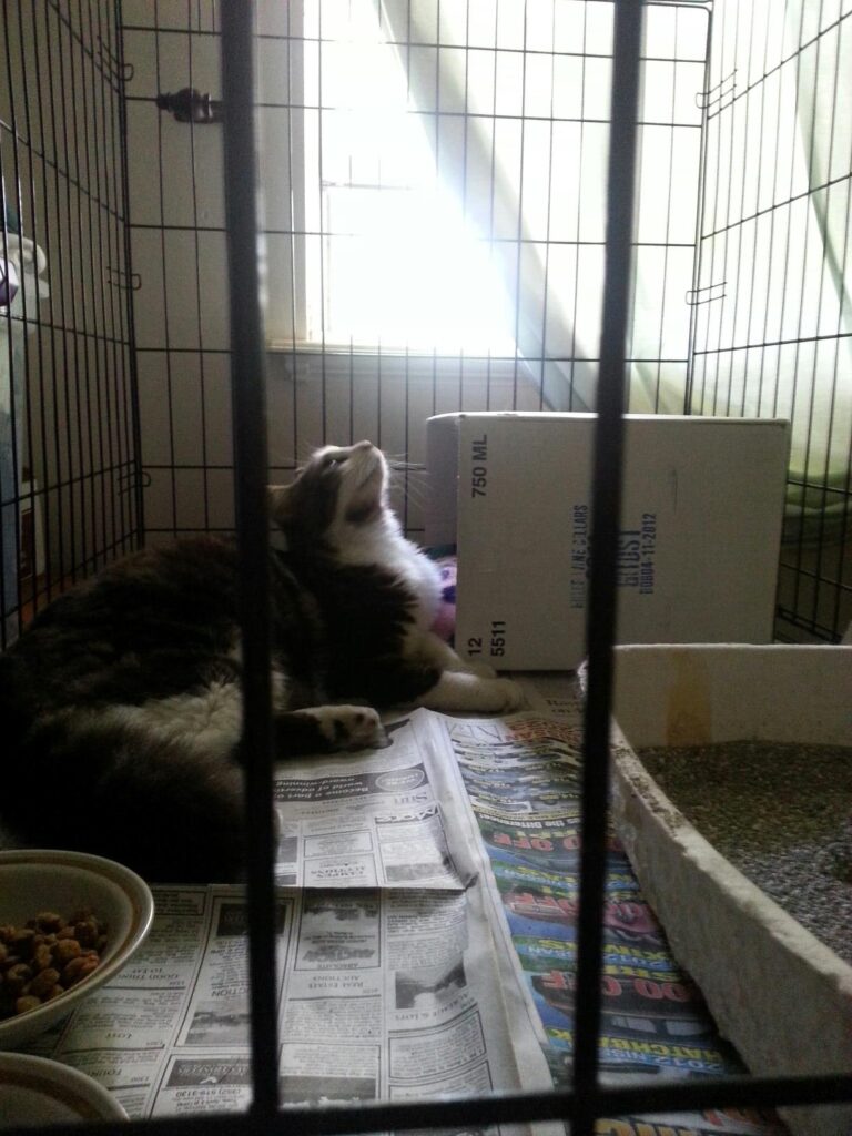 a cat is in a large crate with a box and is dramatically lit from behind
