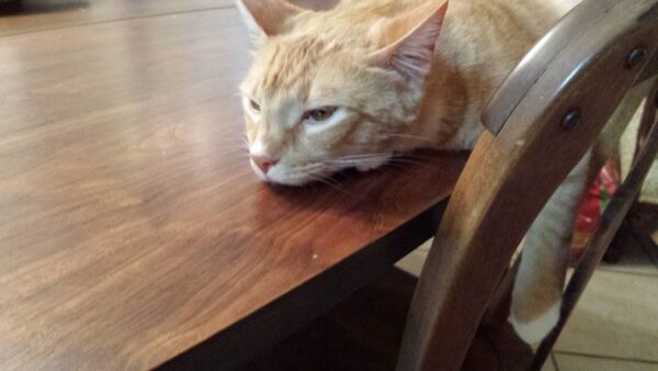 an orange cat is laying on a table looking sad